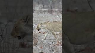 Lioness at Etosha, Namibia.