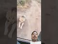 Hungry Lion #LionPower#LionHunting#WildLion#JungleKing#LionAttack#LionVsPrey#RoarOfLion