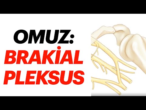 J.M. | Brakial pleksus (kolay ezber için basitleştirilmiş)