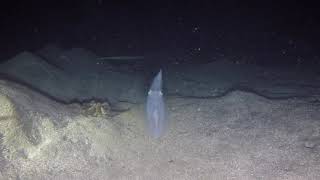 Download Lagu Nachtduik Egypte Marsa Alam MP3