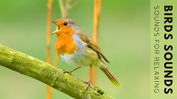 Nature Sounds - Forest Bird Sounds, The Soothing Sounds of Birds Chirping help Relax