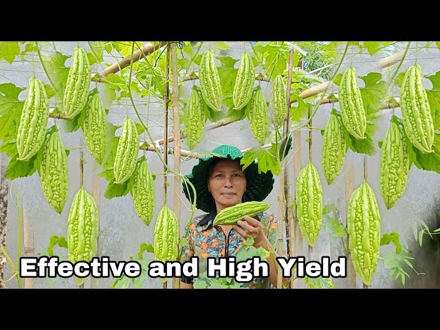 How to Grow Bitter Melon from Seeds Is Simple, Effective And High Yield -  YouTube