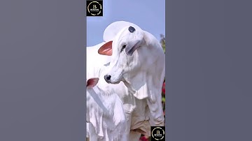 Sapi brahman #cow #agro #sapimakan #sapipedaging #sapigemuk #sapi