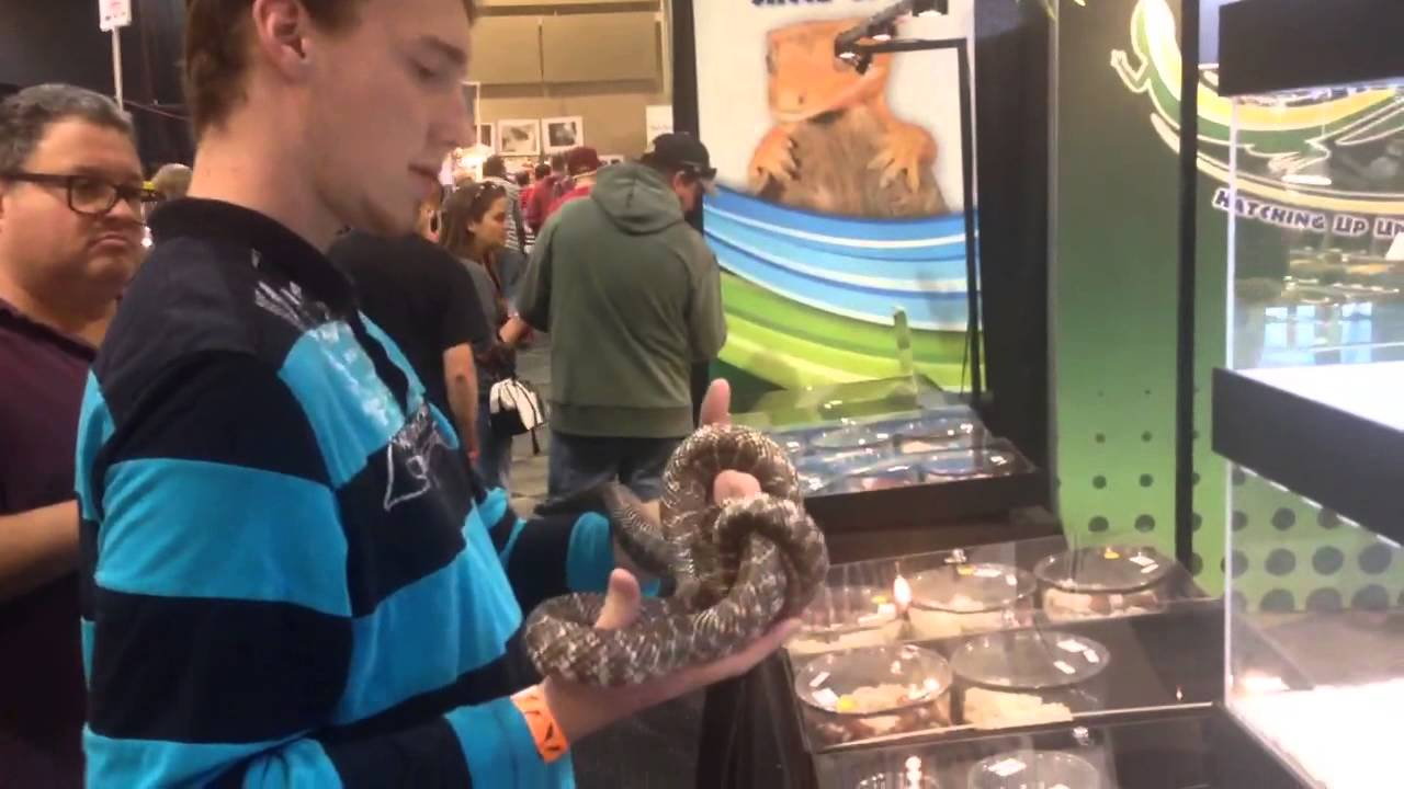 king snake oklahoma Me Fighting a Mad Brooks King Snake at the NARBC show in Tinley Park