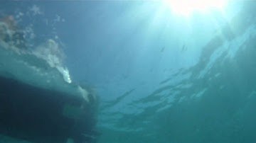 Cast netting some ballyhoo - Underwater