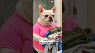 🔥 Boss Dog Gave Him Laundry Work... What Happened Next Will Shock You! 😂🐶#dogstory #shorts #viral
