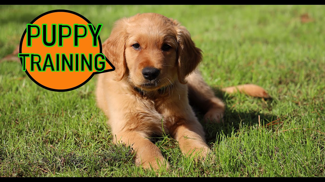 How to train your golden retriever to stay - YouTube