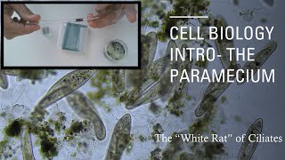 Paramecium & Introduction to Cell Biology