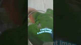 Its Pampiş