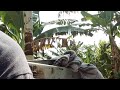 Bakso Bakar MP sedang live!