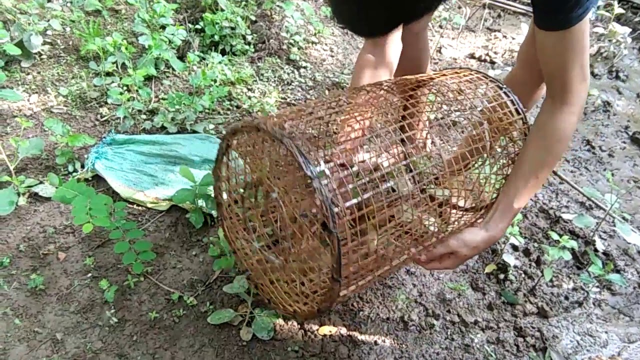 thánh đặt tôm càng xanh bằng mồi sùng rơm hiệu quả dể dính - YouTube