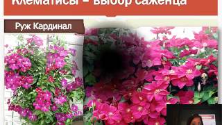 Клематисы, плетистые розы 2015 видео Плетистые розы в вертикальном озеленении.