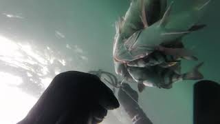 20190511- [K-Whale Divers] : 65Cm Red Sea Bream  in Jeju