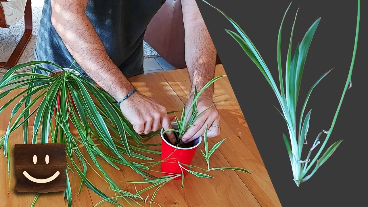 Spider Plant Propagation Simple and Straightforward YouTube