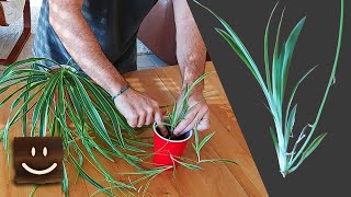 Spider Plant Propagation - Simple, Easy, and Successful