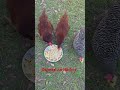 oatmeal on nachos. I'd eat it. #freerangechickens #chicken #chicklife