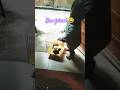 Welcome to our new family member Baby parrot #youtubeshorts #viral #shorts