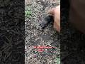 First Time Seeing A Mole Lol Mole Subscribe Shorts Like First Time Seeing A Mole Lol Mole Subscribe Shorts Like