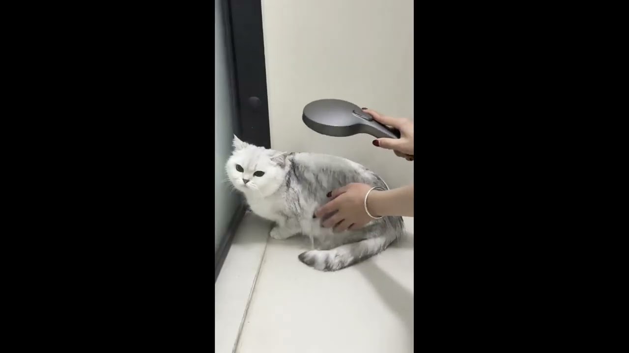 When Cats Turn Into Tiny Comedians