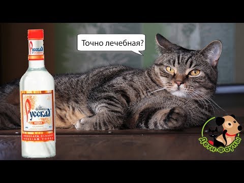 Стоит ли лечить собак и кошек водкой?