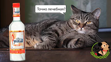 Стоит ли лечить собак и кошек водкой?