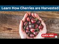 How are Cherries Are Harvested for Maximum Freshness+ download printable cherry guide
