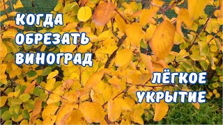 видео: Когда обрезать виноград ? Лучшее укрытие винограда. картинка: Когда обрезать виноград ? Лучшее укрытие винограда.
