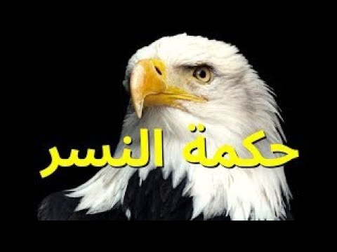 يستطيع النسر العيش أكتر من 100سنة