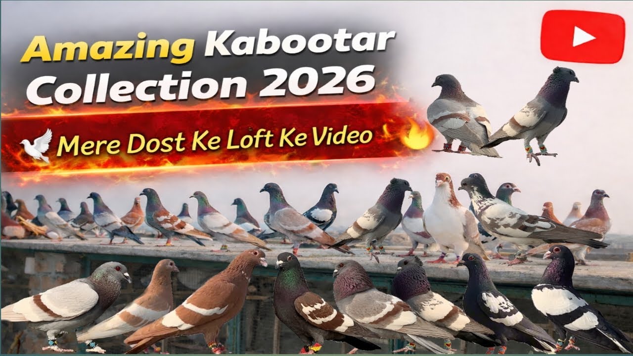 Amazing Kabootar Collection 2026 😍 | Mere Dost Ke Loft Ke Zabardast Kabootar 🕊️