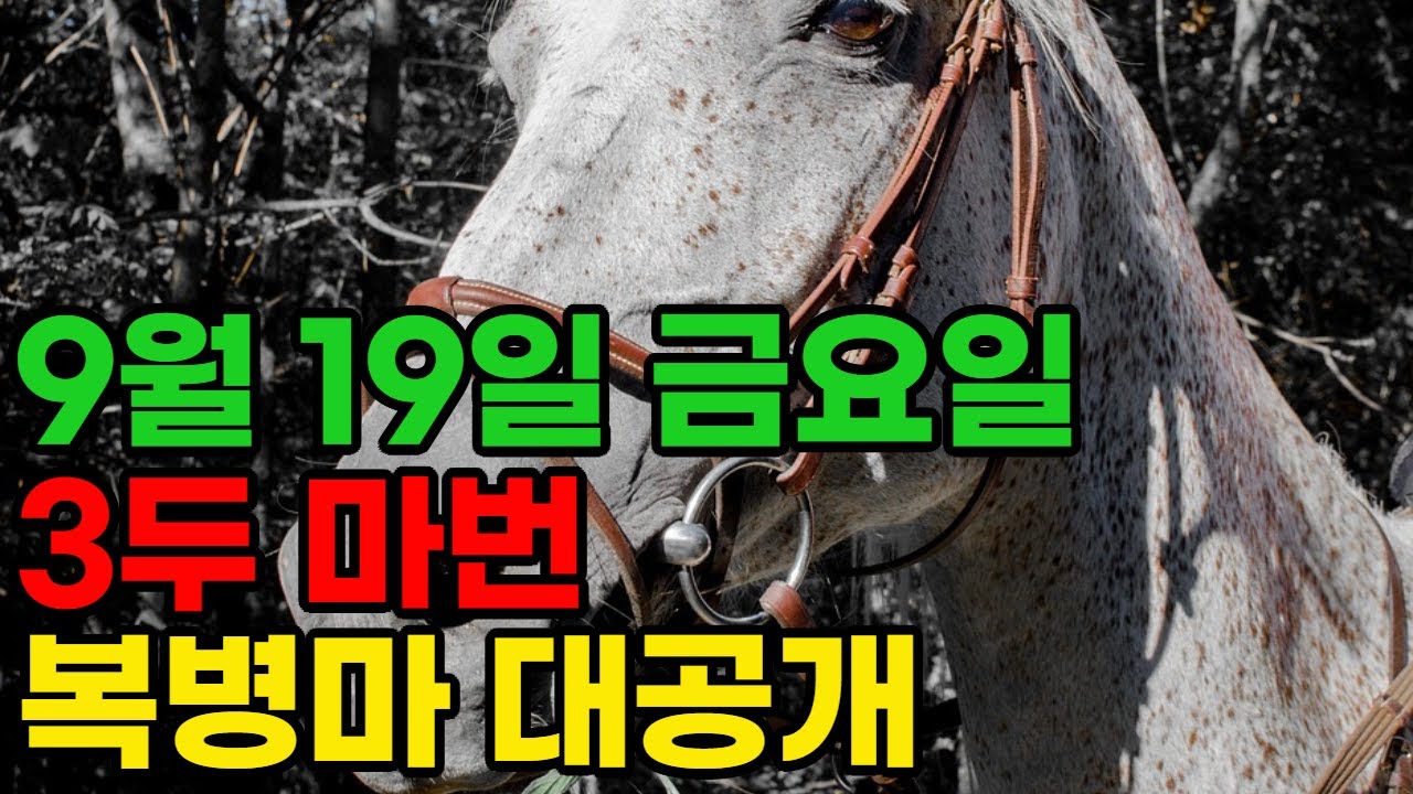 9월 19일 금요일 경마~  축마는 완벽하다… 문제는 복병마다!ㅣ승전경마 전문가의 이변 포착” l 경마 l 경마정보 l 경마예상 l 코리아레이스 l 검빛경마