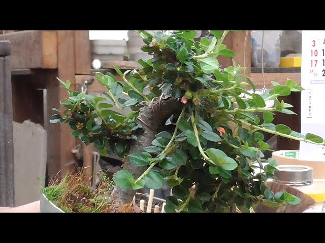 Turning unkempt garden trees into mini bonsai - YouTube