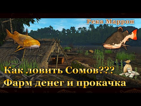 Видео: Fishing Planet. Как ловить Сомов? Фарм на Сомах (Река Маррон)