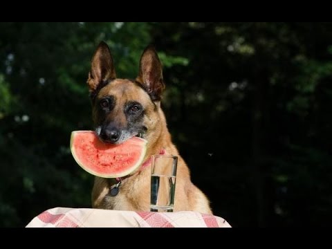 فيديو: هل يمكن إعطاء البطيخ للكلاب