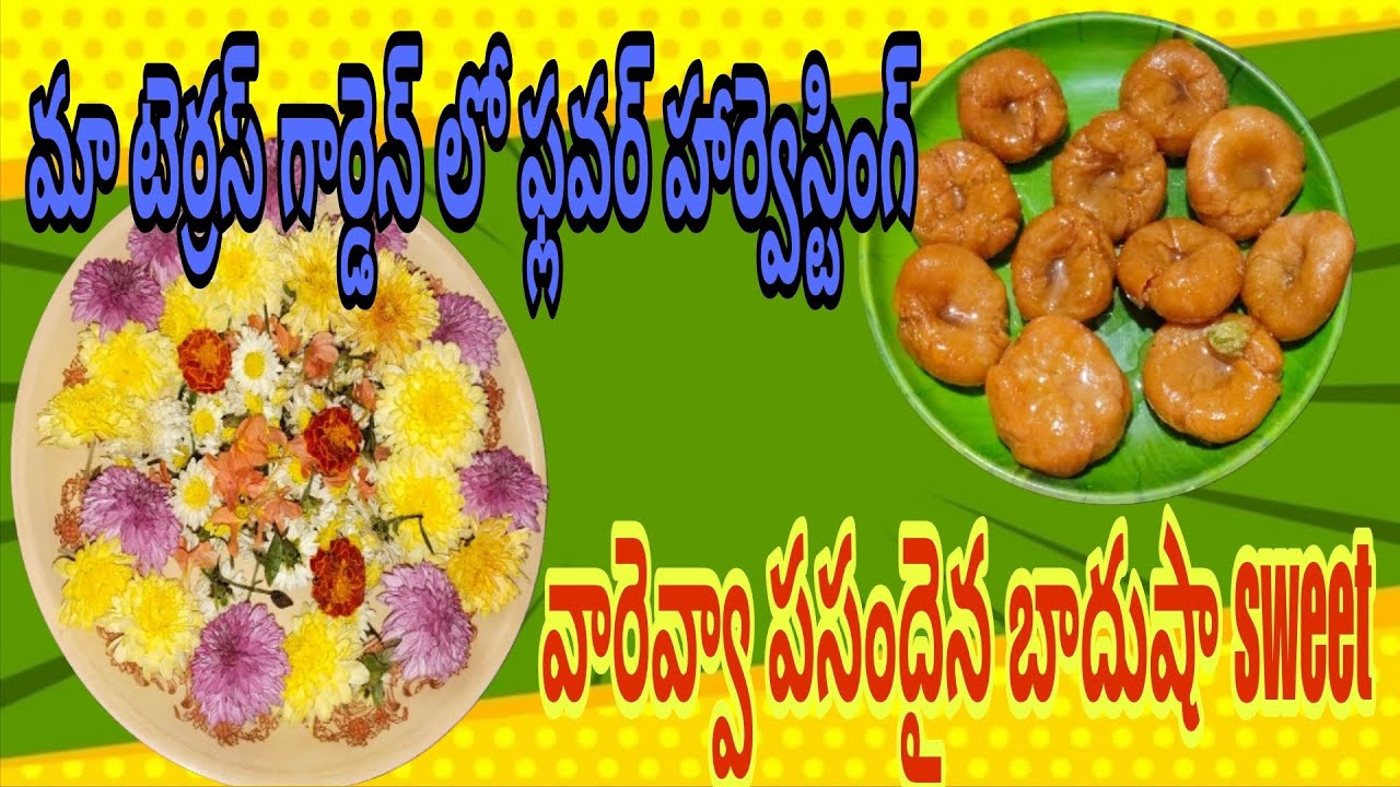 మా టెర్రస్ గార్డెన్ లో ఫ్లవర్ హార్వెస్టింగ్ 🌼🌼//వారేవా పసందైన బాదుషా sweet 