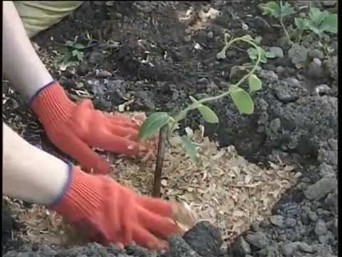 киви-ленд посадка саженцев киви