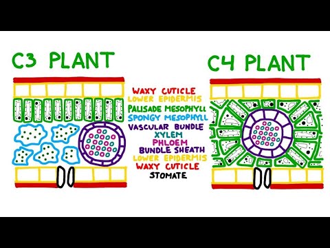 Video: Rozdiel Medzi Rastlinami C3 A C4