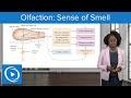 Olfaction: Sense of Smell – Physiology | Lecturio Nursing