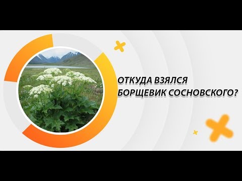 Откуда взялся борщевик Сосновского?