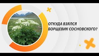 Откуда взялся борщевик Сосновского?