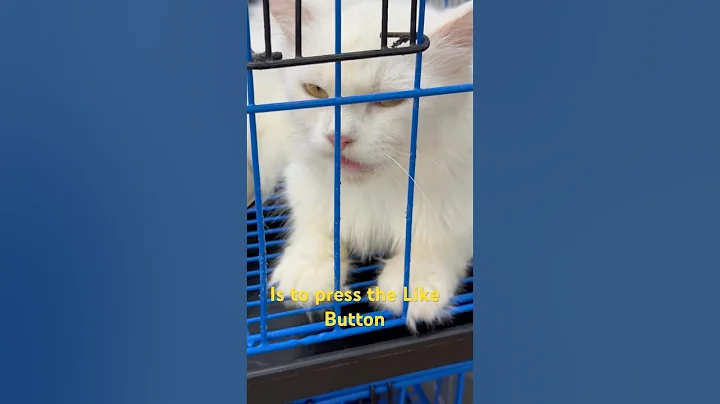 Video 9086731: amazing cat dog animals, funny cats dogs amazing