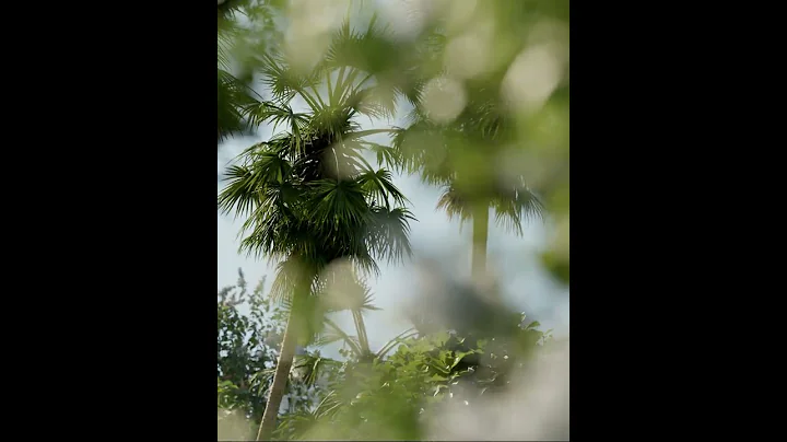 CHAOS VANTAGE - BOKEH AND WINDY TREE