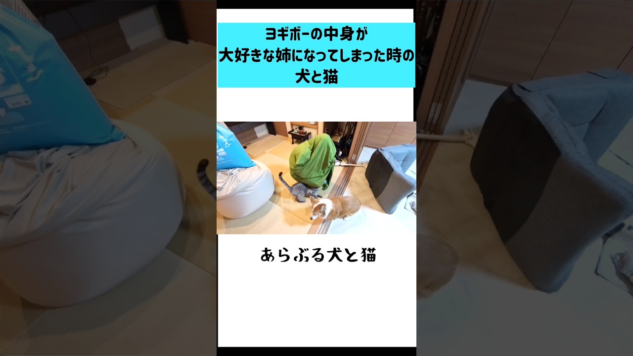 ヨギボーの皮をかぶった姉とざわつく犬と猫