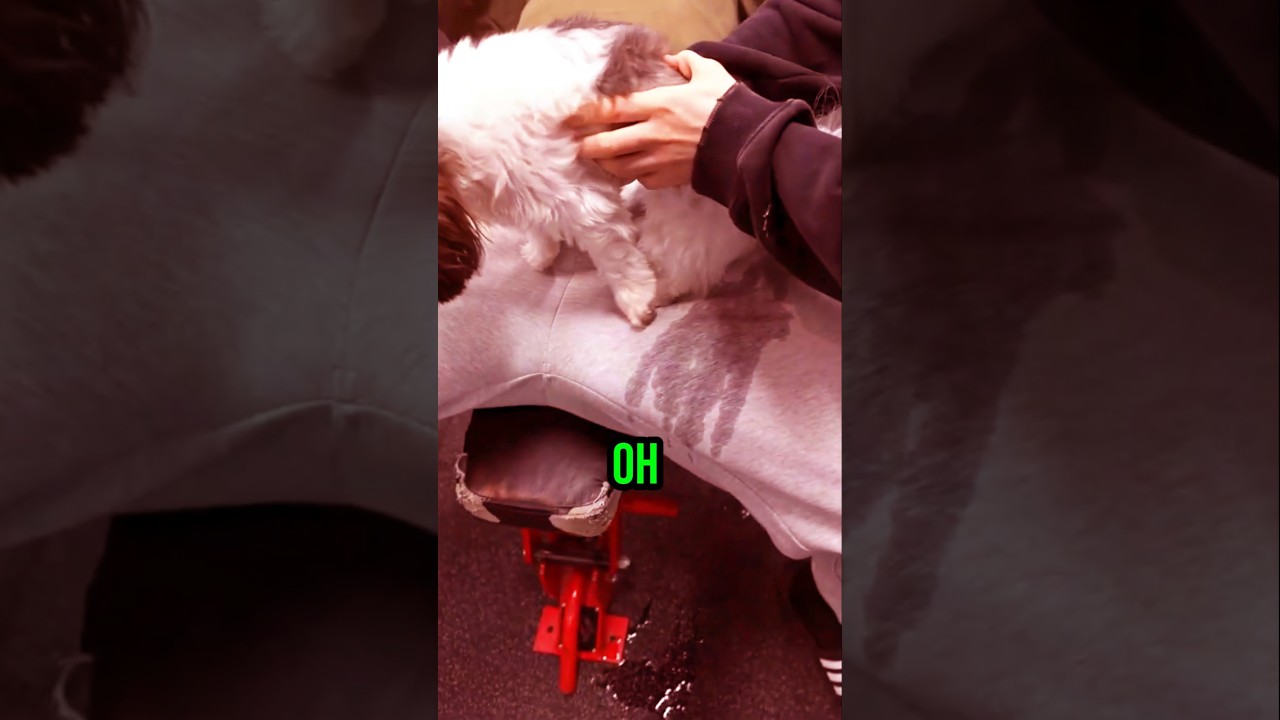 Lacy’s Dog Pees on Marlon Mid-Set 😭