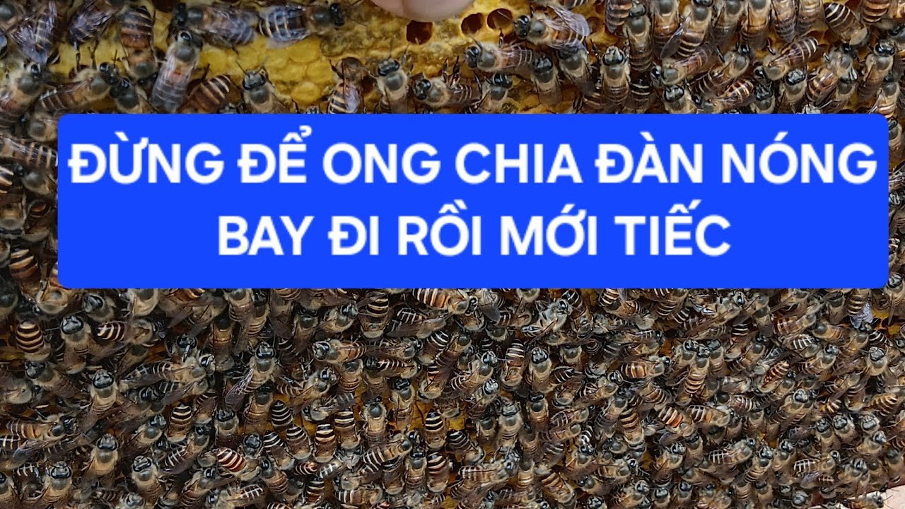 BÀI HỌC XƯƠNG MÁU:Kiểm Tra Ong Muộn Tí Nữa Là