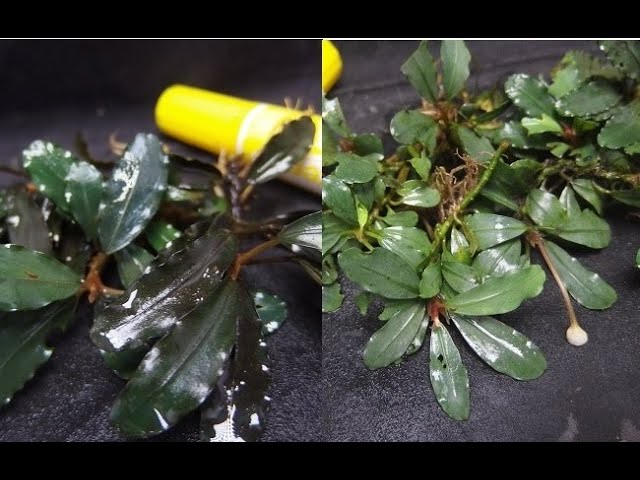 切り抜き】ブセファランドラsp.Kayulapis3 タイプ違い、定義、現地の話