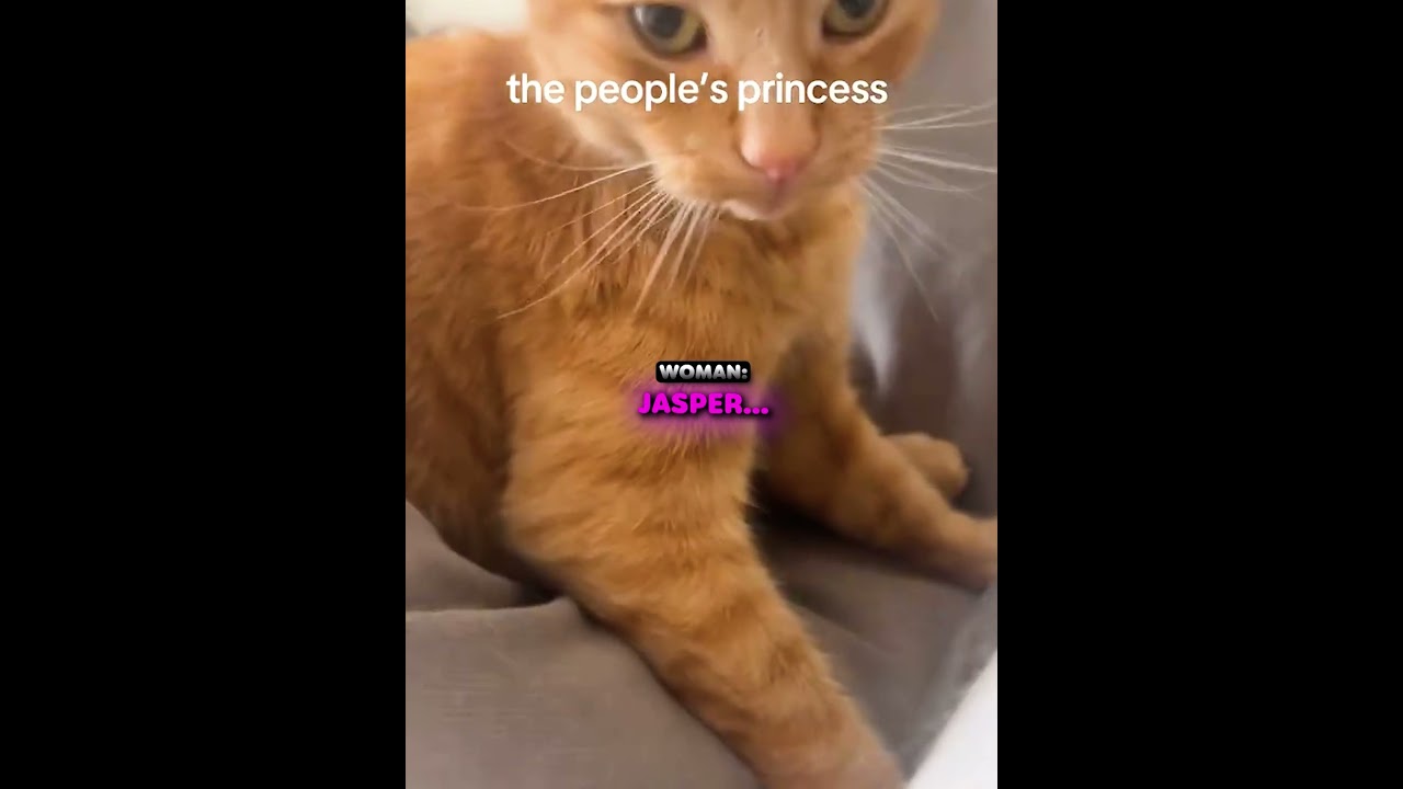 Jasper's hilarious identity reveal! 🐱😂