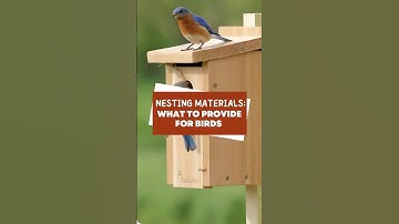 Nesting Materials: What to Provide for Birds #shorts