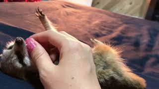 【ミーアキャット】まるで犬！の巻