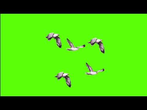 free-flying-birds-green-screen-effect