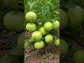 How To Grow Guava tree grafting At Home Right Way!#short#viral#guava#grafting
